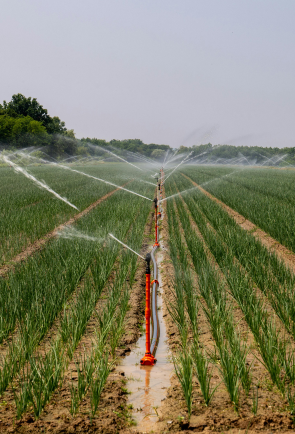 Sustainable Food Systems: Innovations in Production, Distribution, and Consumption